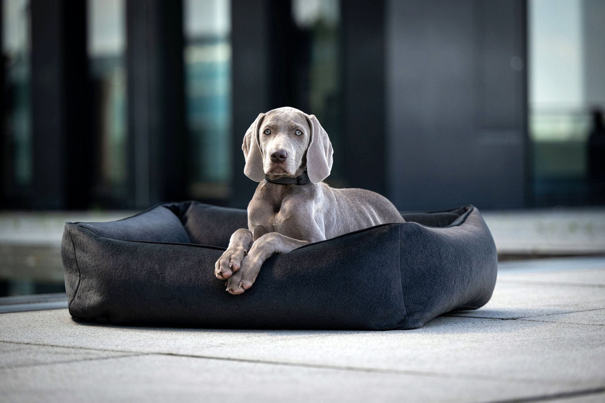 Grauer Weimaraner-Hund in schwarzem Hundebett, modernes Design, draußen auf Terrasse.