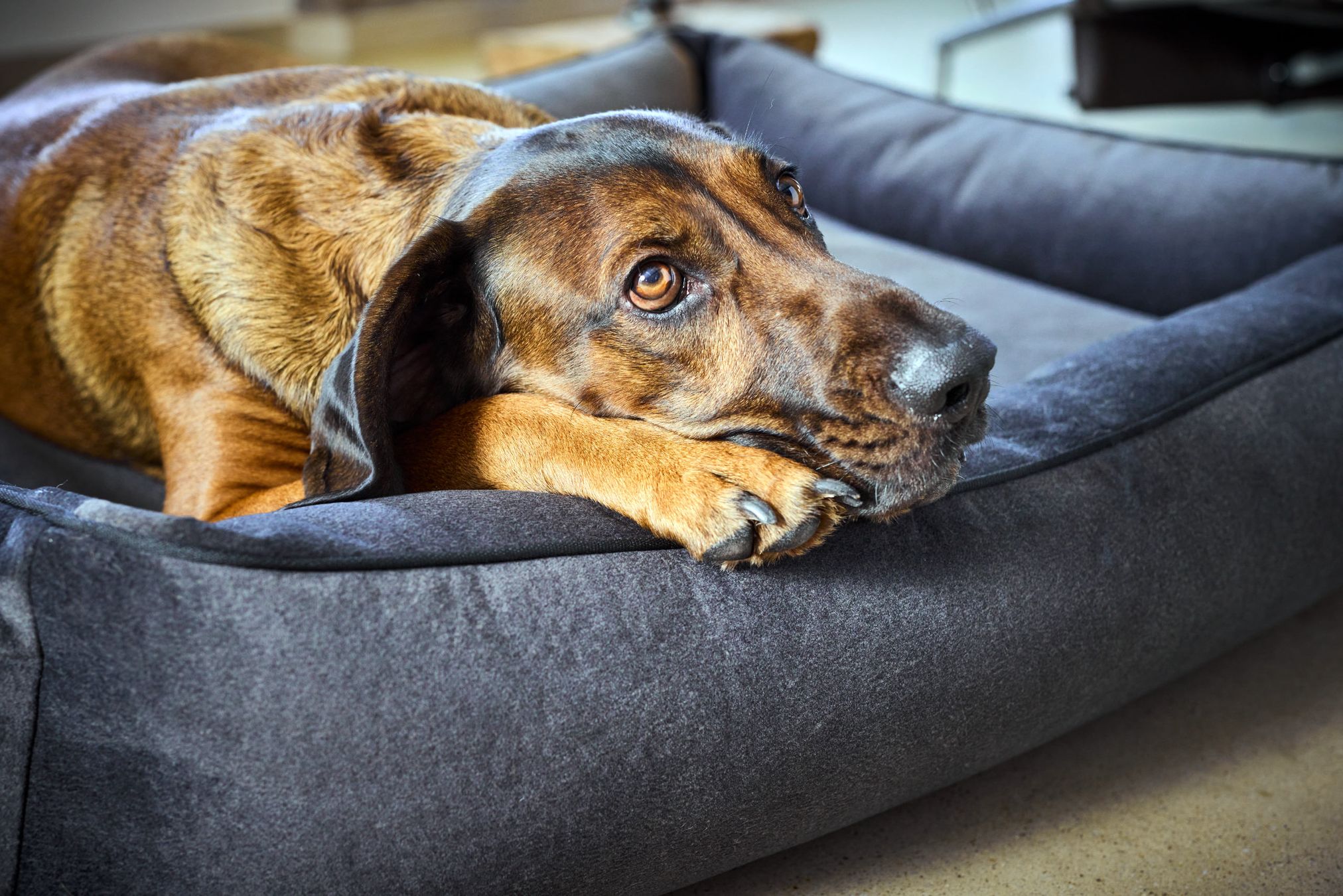 Hund liegt auf grauem Hundebett, entspannter Ausdruck, gemütliches Haustierbett, braunes Fell.