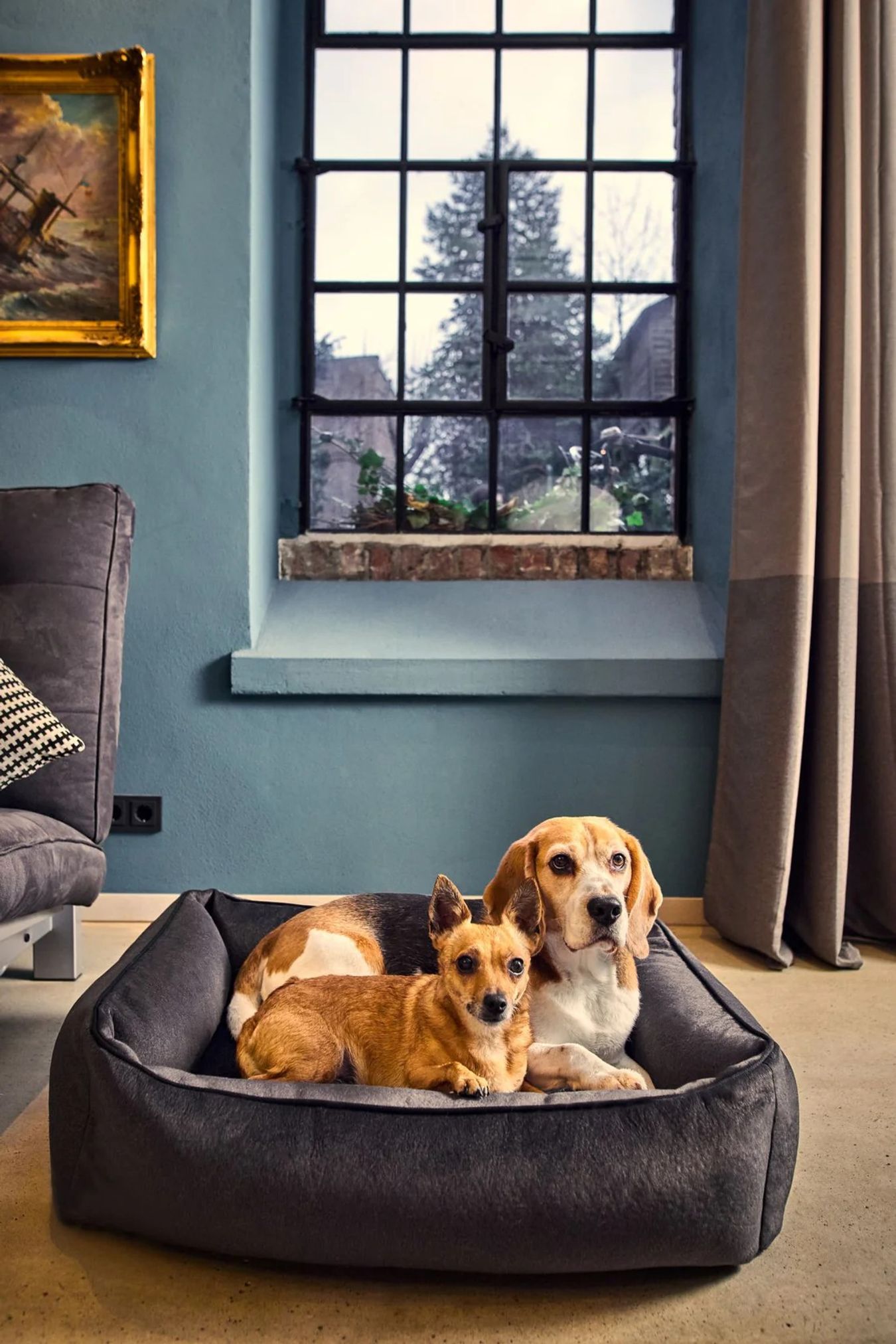 Zwei Hunde im grauen Hundebett vor Fenster, Wohnzimmer, gemütlich, Haustiermöbel.