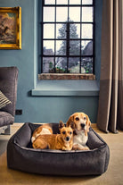 Zwei Hunde im grauen Hundebett vor Fenster, Wohnzimmer, gemütlich, Haustiermöbel.
