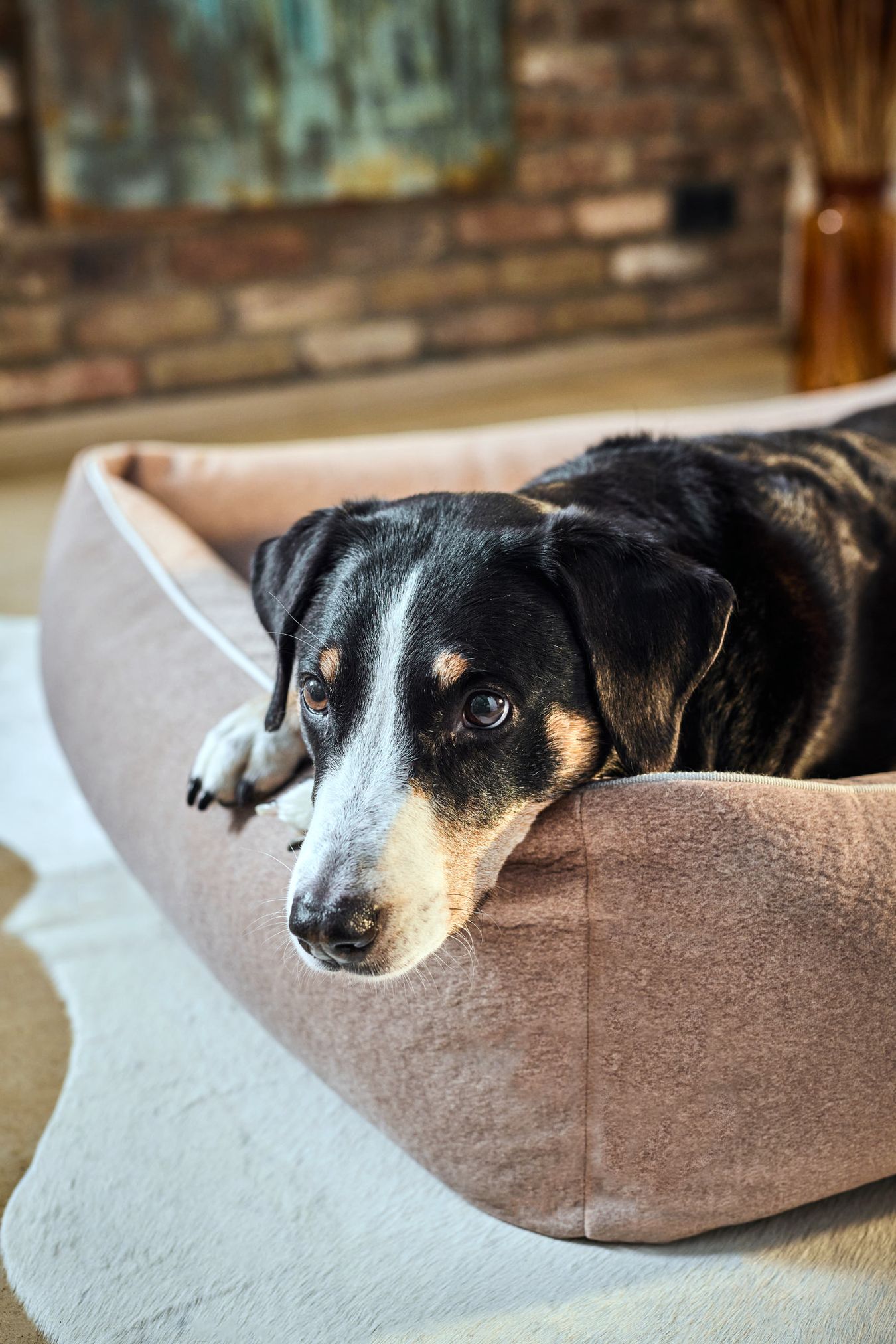 Hund in braunem Hundebett, gemütlich, weiches Material, Wohnzimmer, Haustierkomfort.