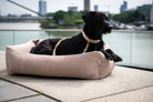 Schwarzer Hund in beigem Hundebett auf Terrasse, Fluss im Hintergrund, modernes Design.