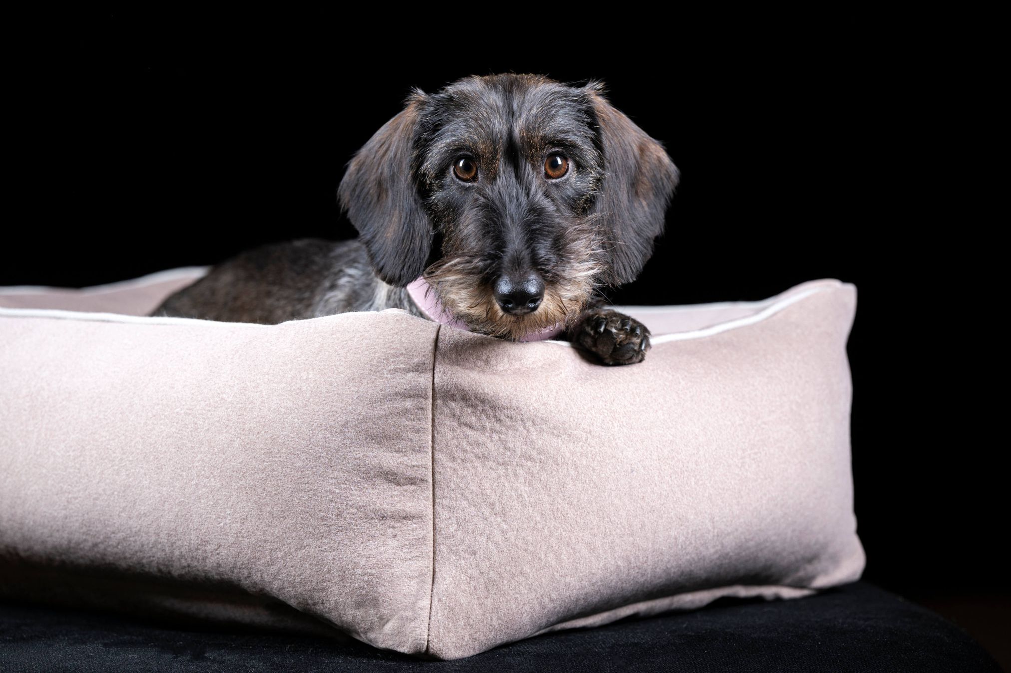 Dackel auf beigem Hundebett, gemütlich, Haustierbedarf, Hundezubehör, Schlafplatz für Hunde.
