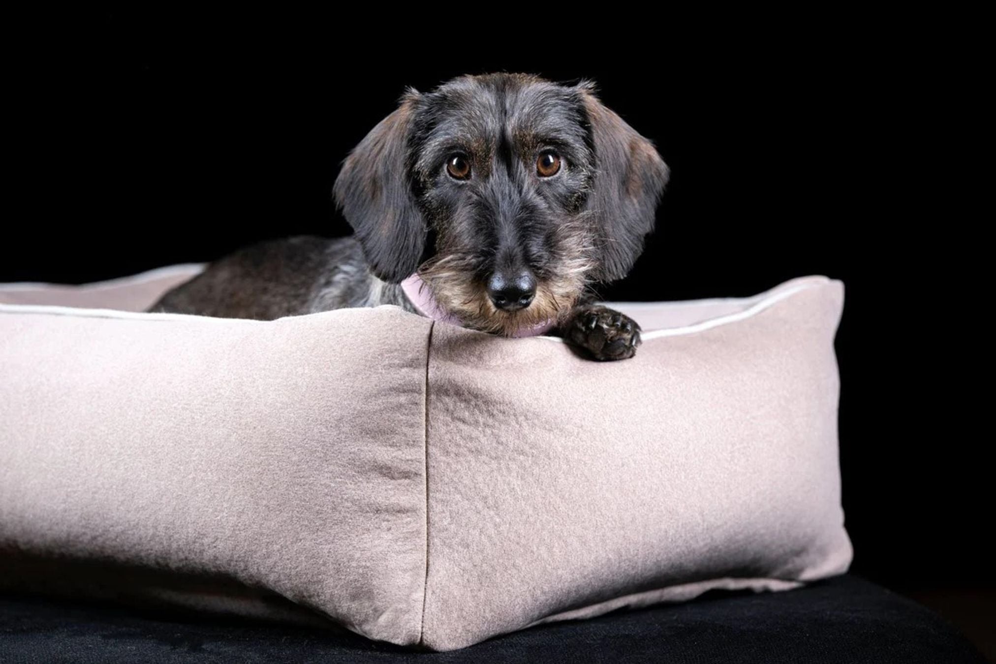 Dackel auf beigem Hundebett, gemütlich, hochwertig, Haustierbedarf, schwarzer Hintergrund.
