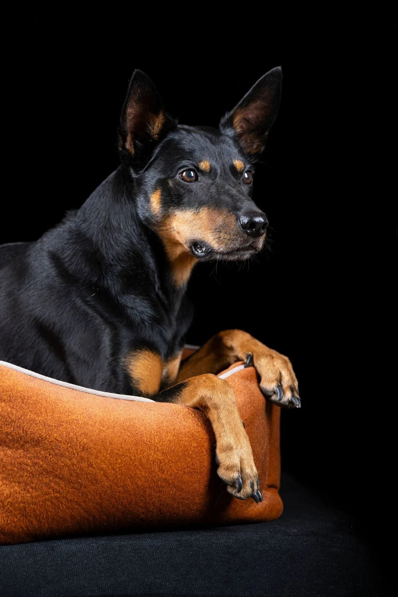 Schwarzer Hund in braunem Hundebett vor schwarzem Hintergrund, Haustierbedarf, Komfort.