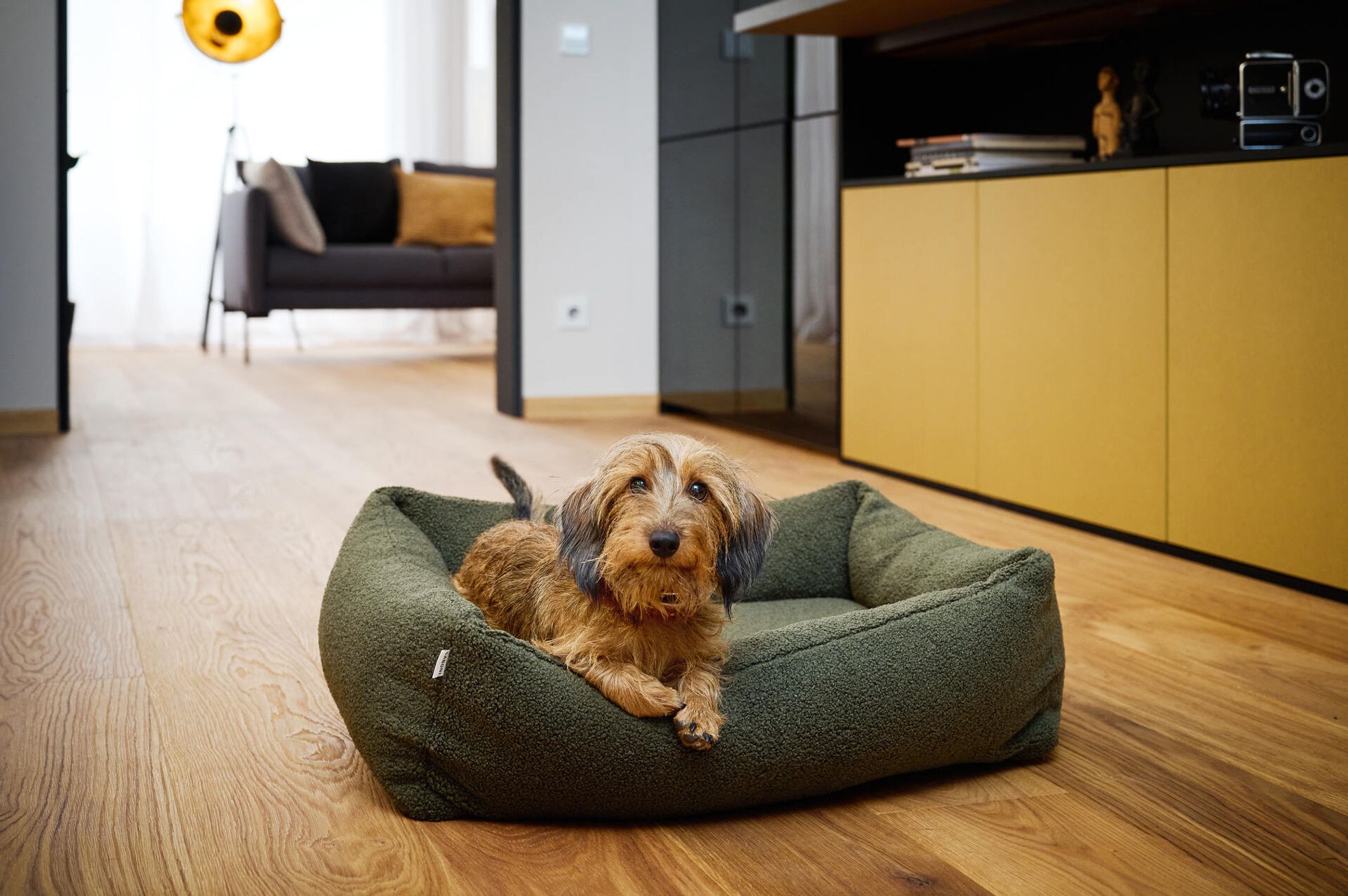 Dackel auf grünem Hundebett im modernen Wohnzimmer, Holzboden, stilvolle Einrichtung.