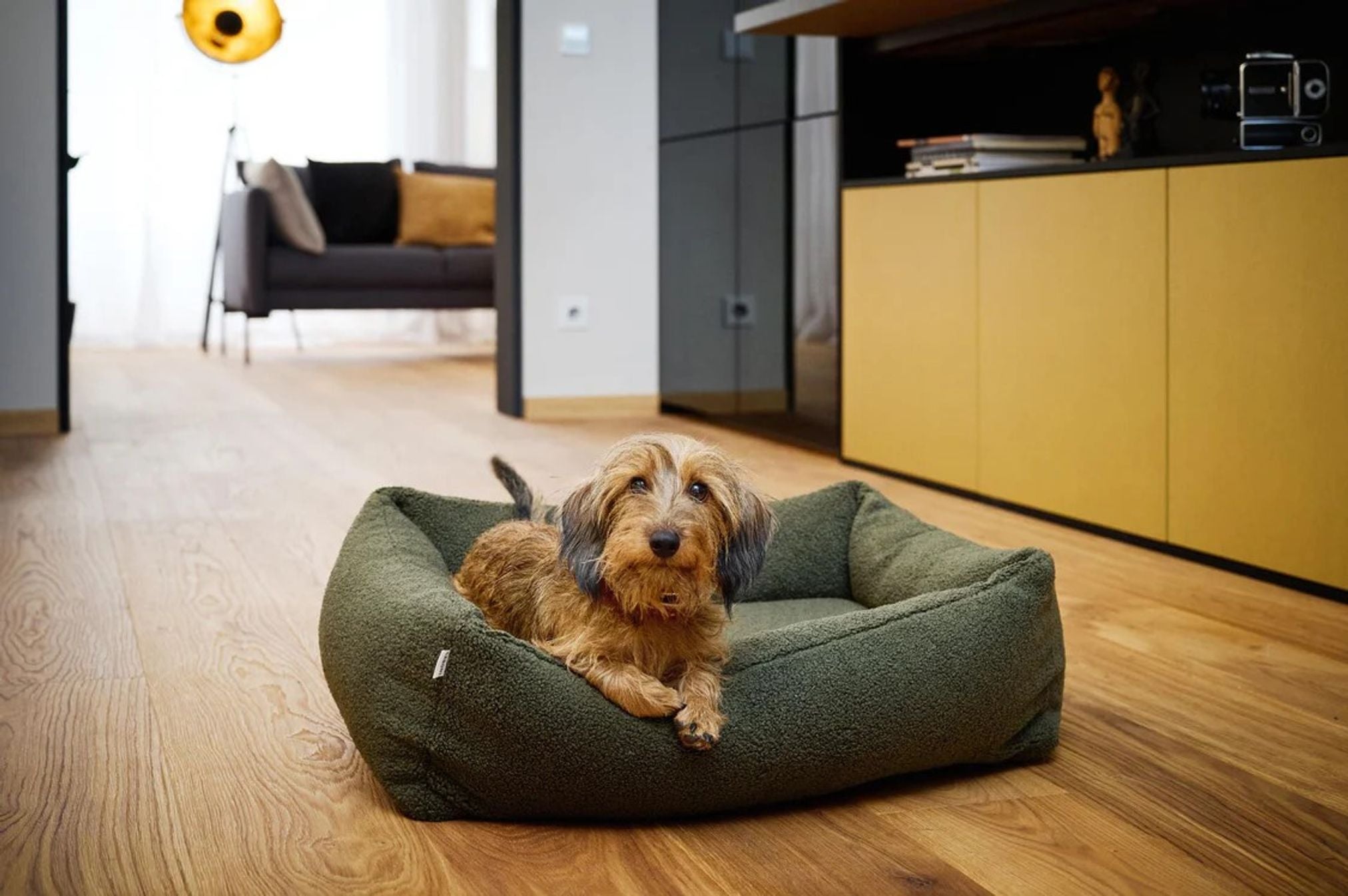 Dackel auf grünem Hundebett im modernen Wohnzimmer, Holzboden, gemütliche Einrichtung.
