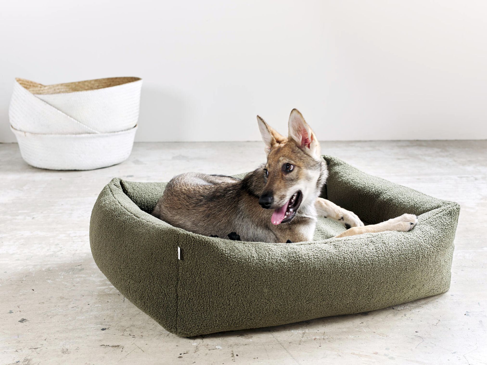 Hund in grünem Hundebett aus Fleece auf Betonboden, modernes Design, bequem, langlebig.