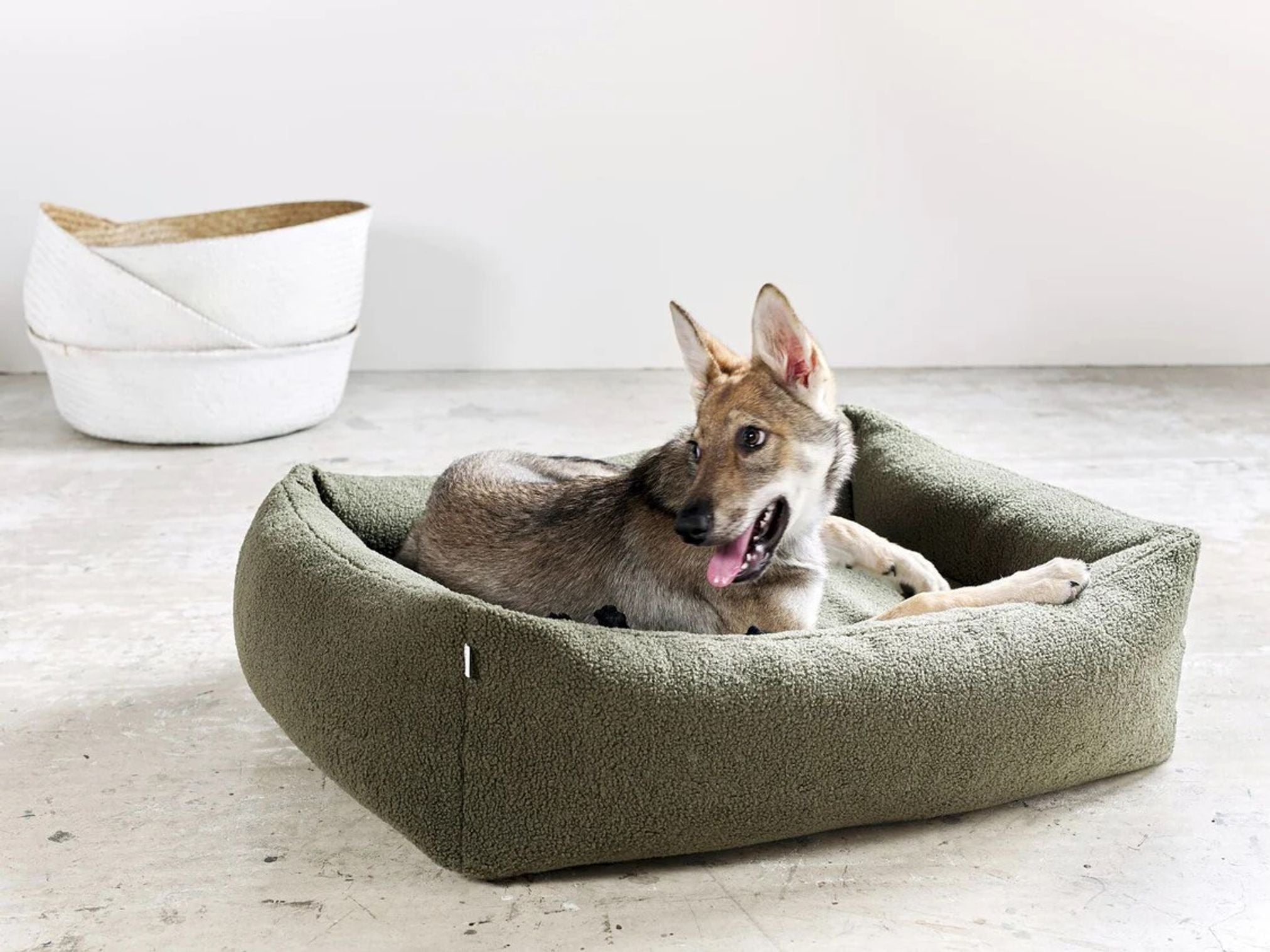 Hund in grünem Hundebett aus Fleece auf Betonboden, modernes Design, bequemes Haustierbett.