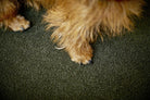 Hunde-Pfoten auf grünem Teppich, Nahaufnahme, flauschiges Fell, Haustier, Innenraum.