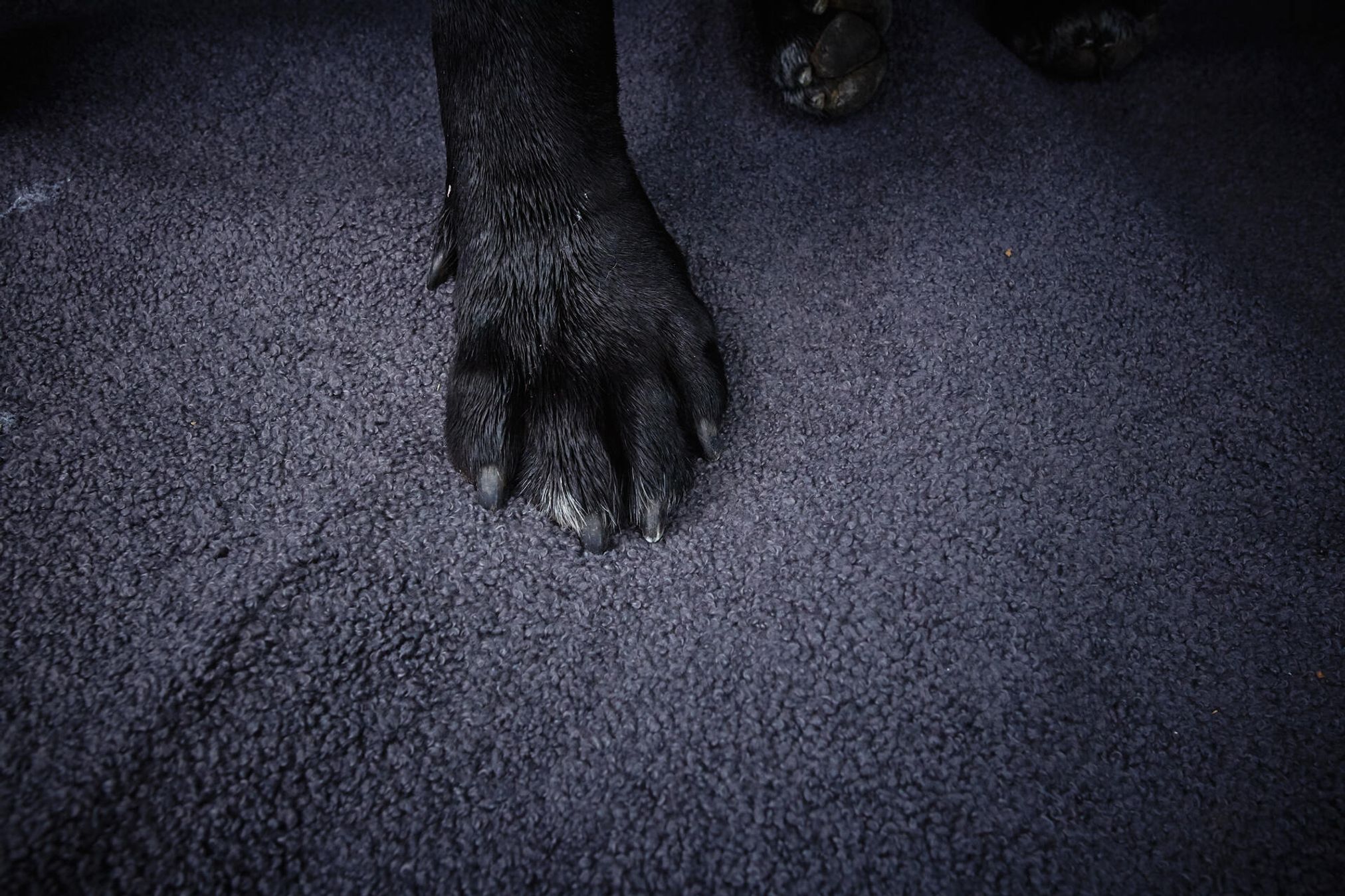 Schwarze Hundepfote auf grauem Teppich, Nahaufnahme, Haustier, Tierpflege, Hundezubehör.