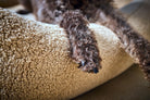 Braune Hundepfote auf beigem Plüsch-Hundebett, gemütlich, Haustierkomfort, Nahaufnahme.