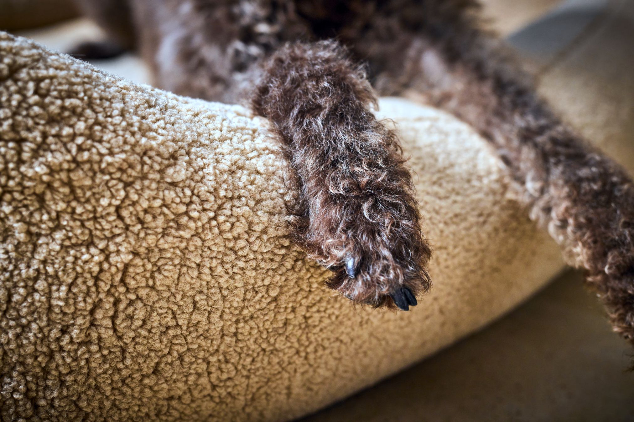 Braune Hundepfote auf beigem Plüsch-Hundebett, gemütlich, Haustierkomfort, Nahaufnahme.