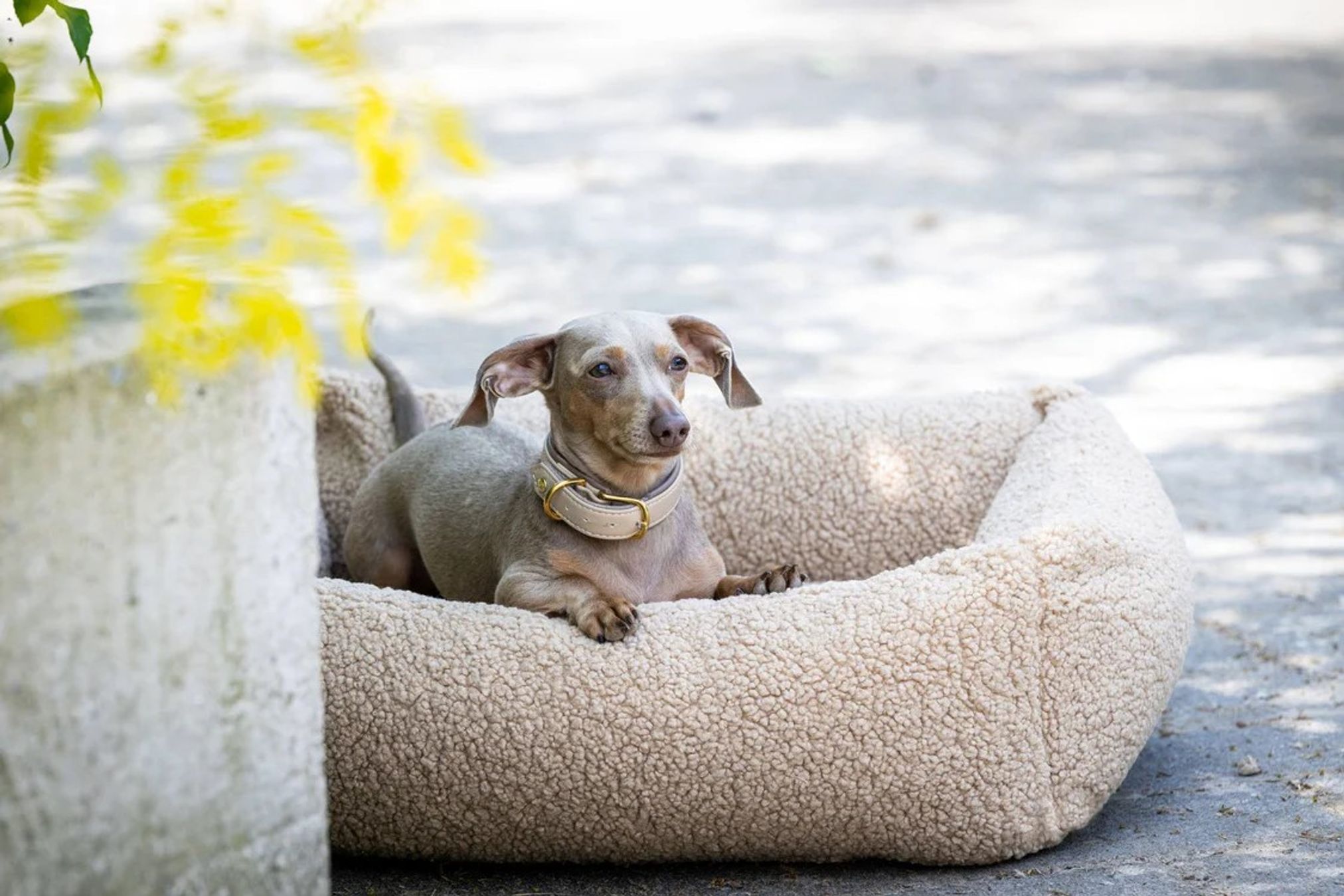 Dackel in beigem Hundebett aus Plüsch im Freien, gemütlich liegend, Haustierkomfort.