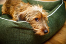 Dackel auf grünem Hundebett, gemütlich, Haustierbedarf, Hundekomfort, Heimtierbedarf.