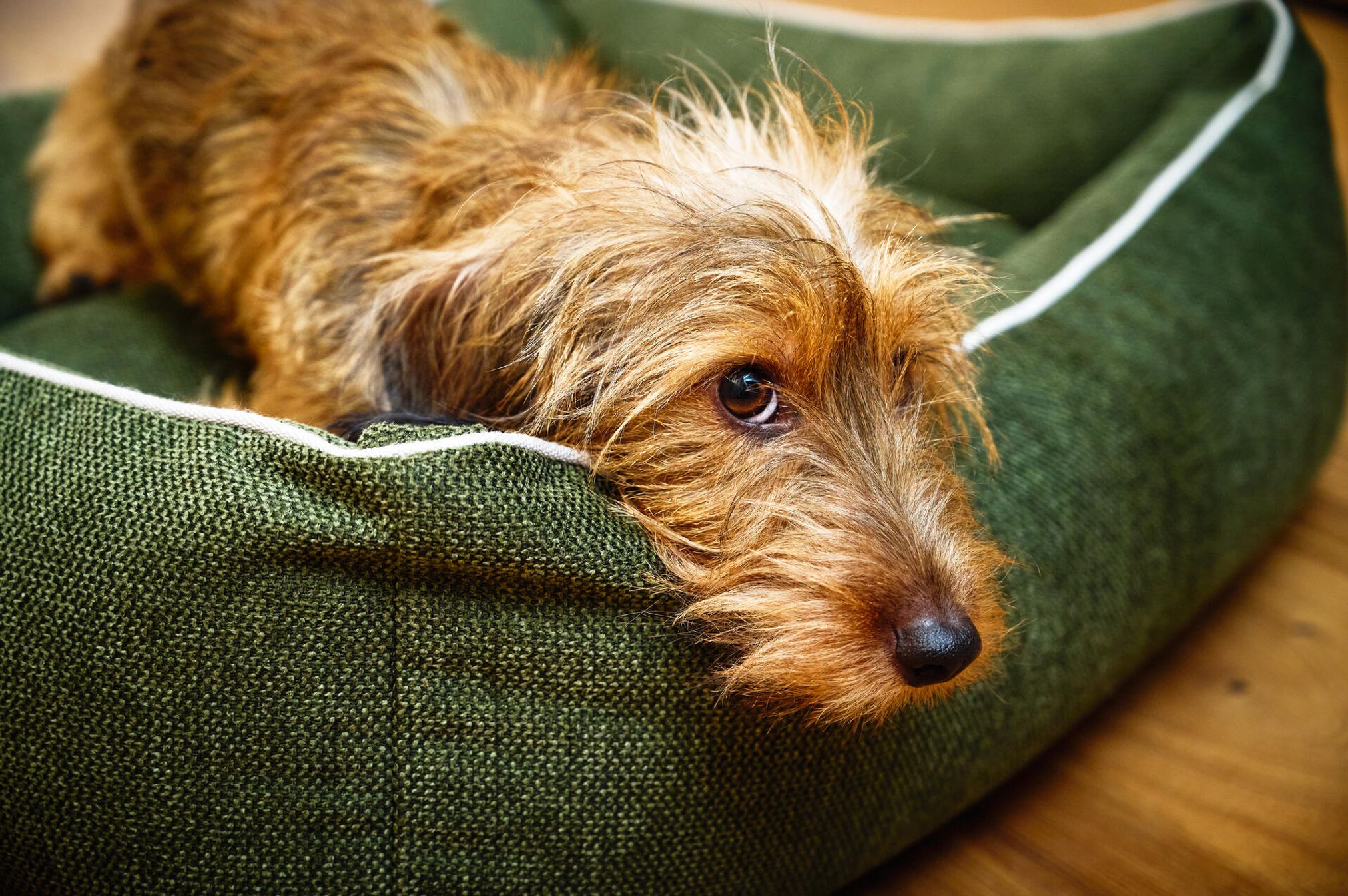Dackel auf grünem Hundebett, gemütlich, Haustierbedarf, Hundekomfort, Heimtierbedarf.