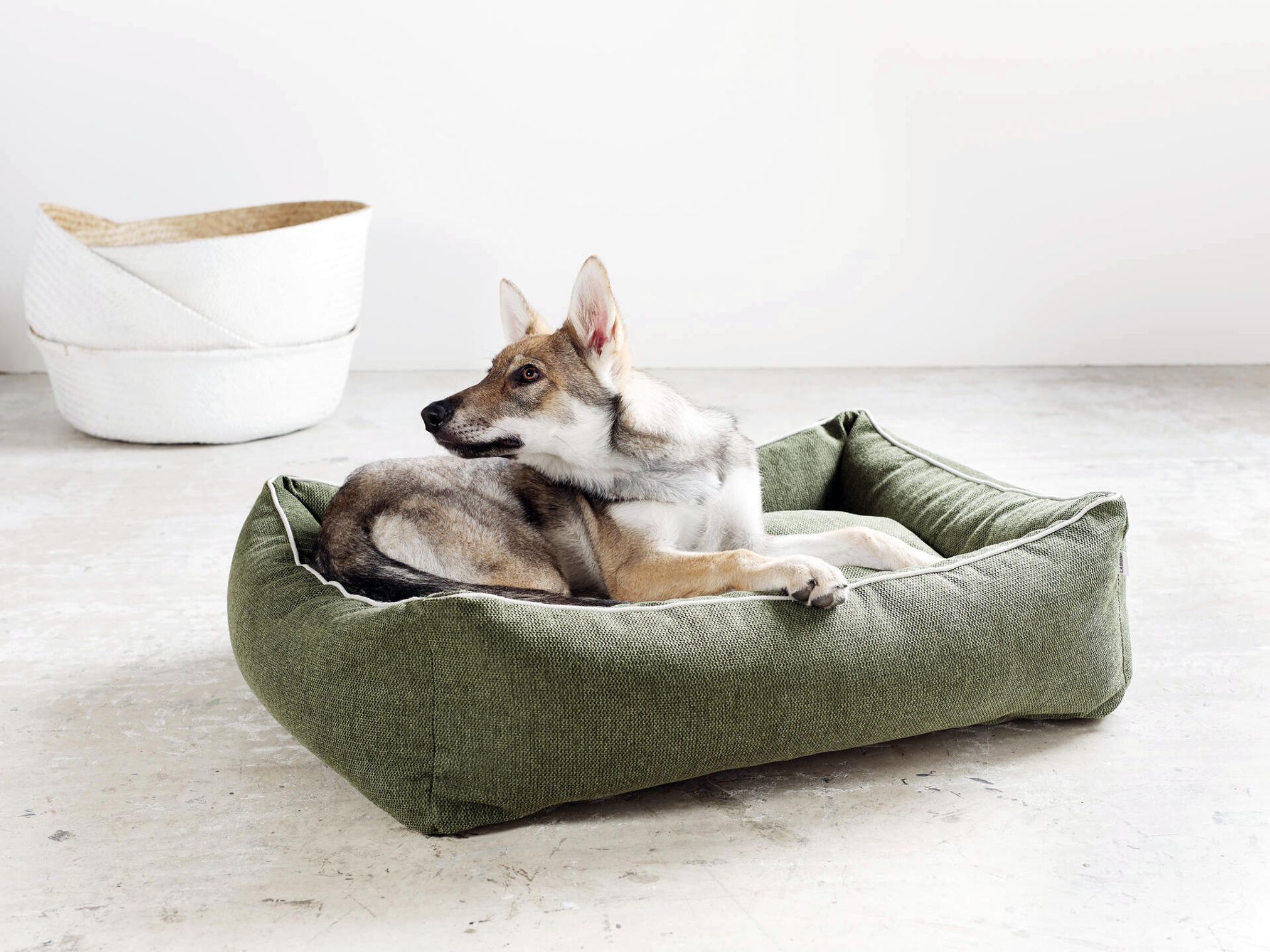 Hund in grünem Hundebett aus Stoff, modernes Design, gemütlich, für mittelgroße Hunde.