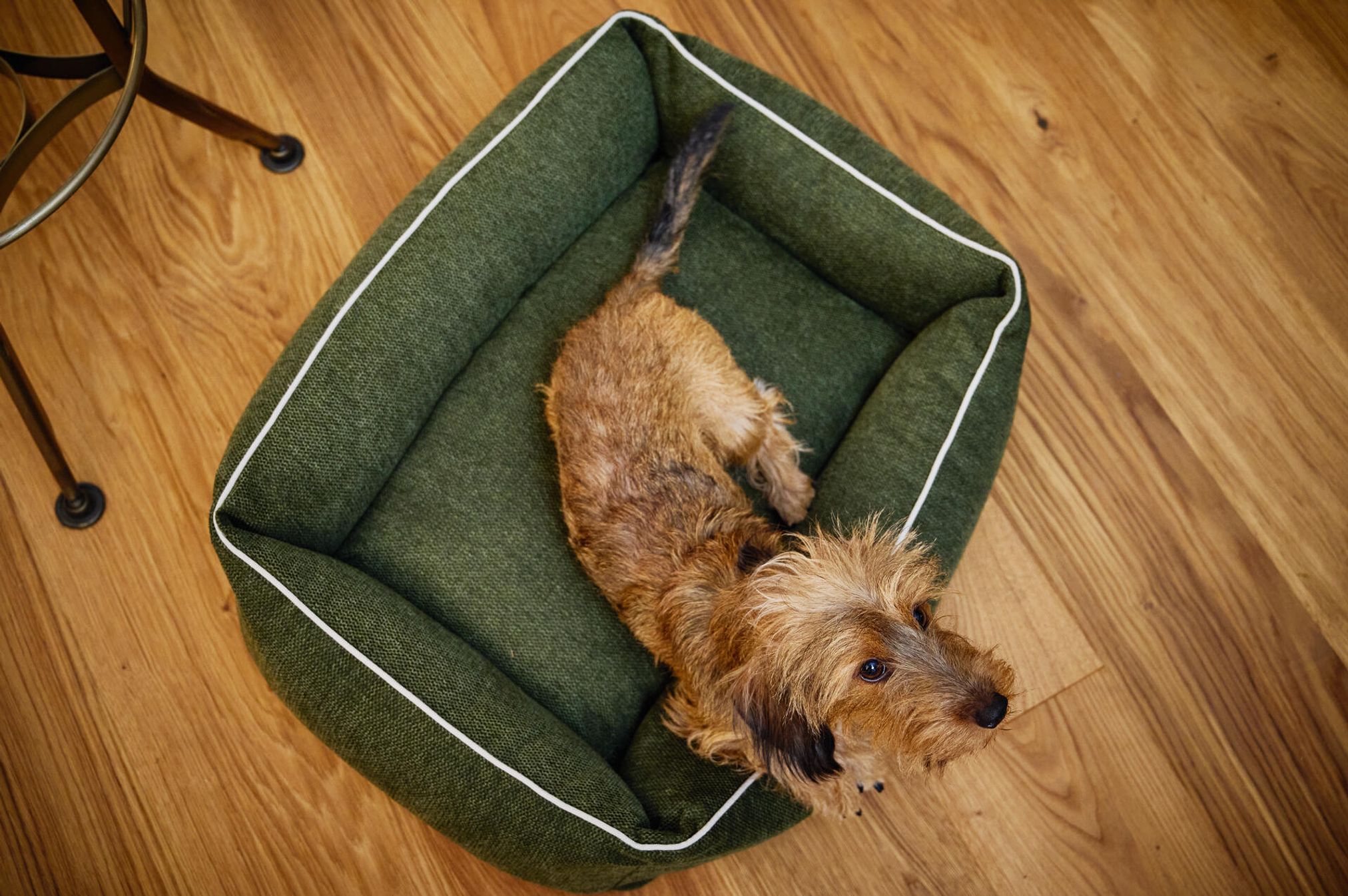 Kleiner Hund in grünem Hundebett auf Holzboden, gemütlich, Haustierbedarf, Innenraum.