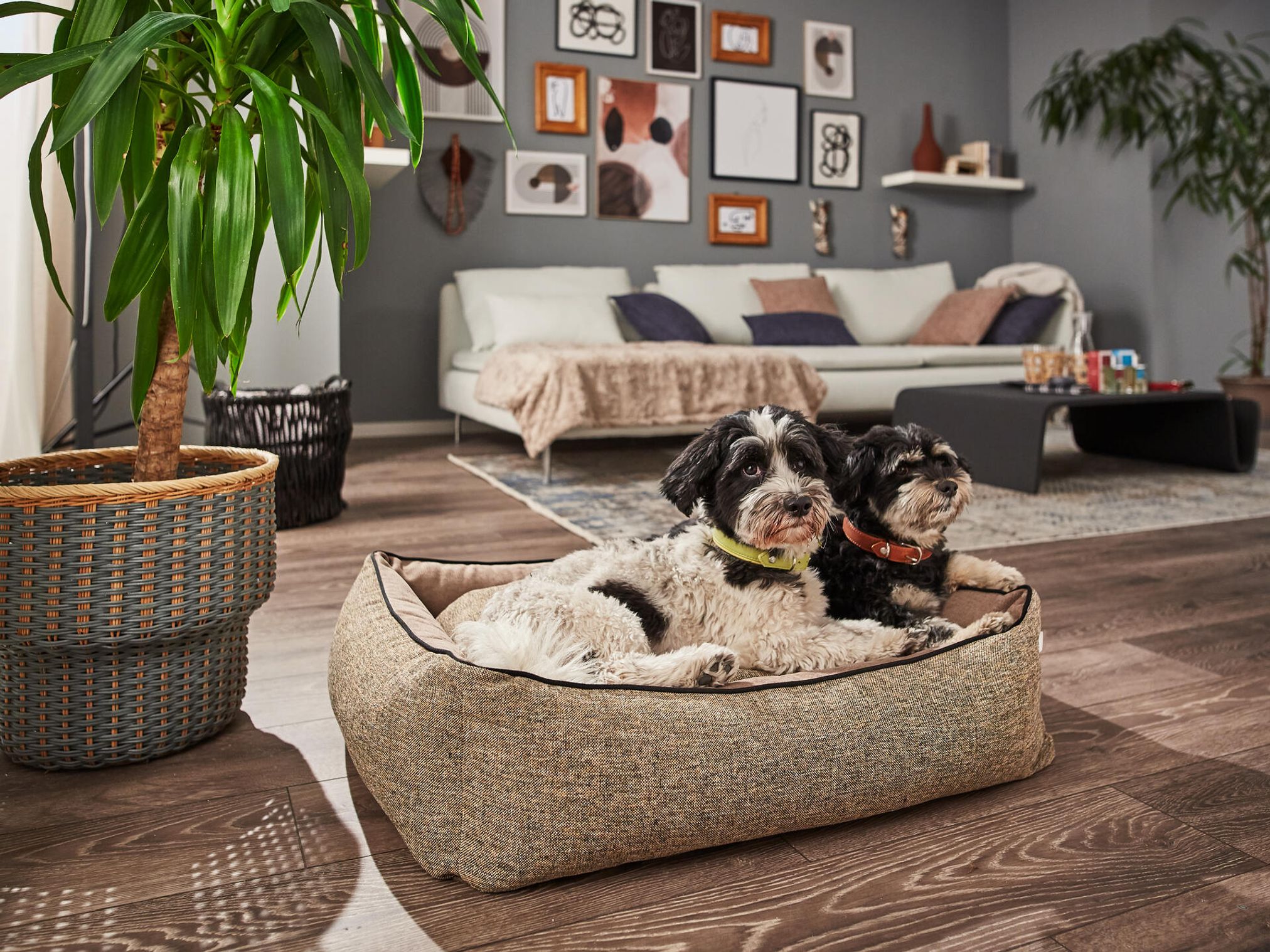Zwei Hunde auf einem grauen Hundebett im Wohnzimmer, moderne Einrichtung, Holzboden, Zimmerpflanze.