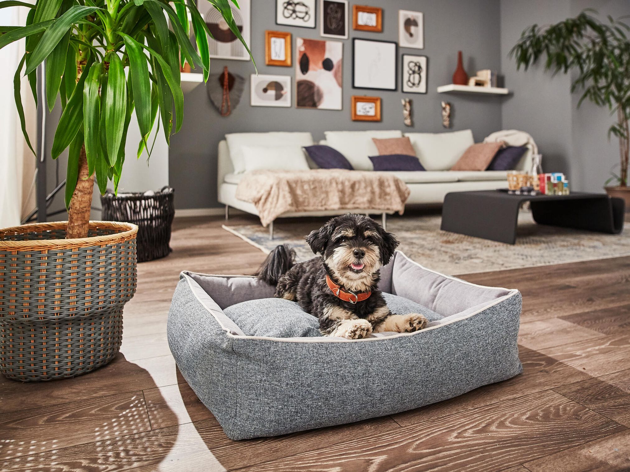 Hund in grauem Hundebett im Wohnzimmer, modernes Interieur, Holzboden, Zimmerpflanze.