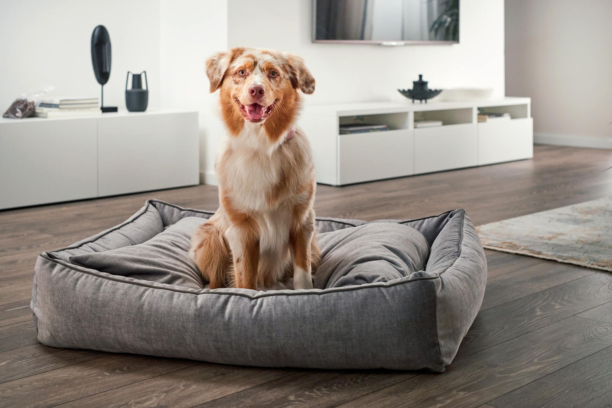 Hund auf grauem Hundebett im modernen Wohnzimmer, Haustierbedarf, komfortables Hundezubehör.