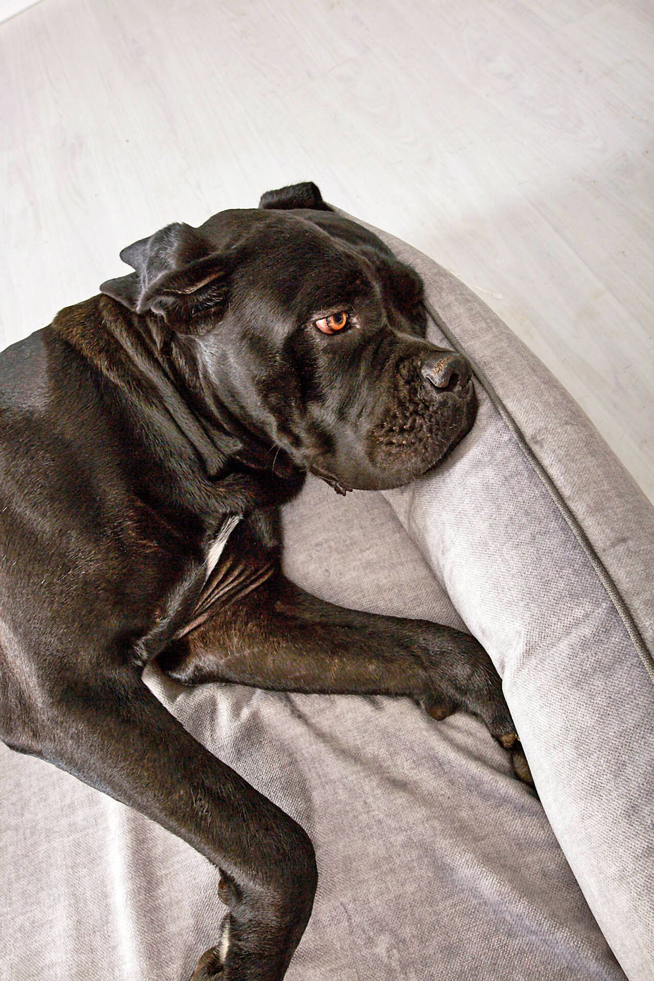 Schwarzer Hund auf grauem Sofa liegend, entspannter Ausdruck, Haustier, Innenraum, Heimdekoration.