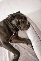 Schwarzer Hund auf grauem Sofa liegend, entspannter Ausdruck, Haustier, Innenraum, Heimdekoration.