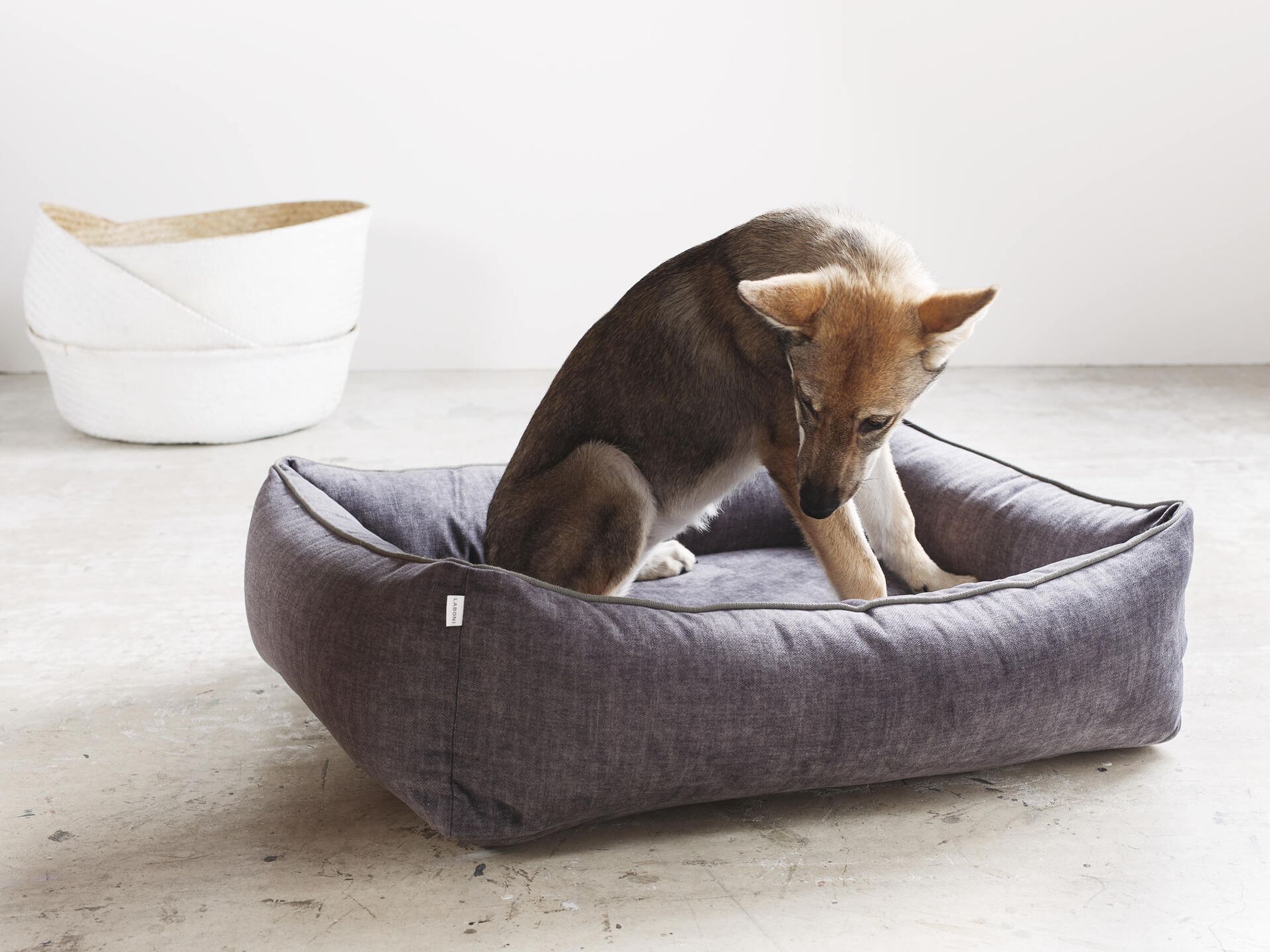 Hund auf grauem Hundebett aus Stoff, modernes Design, gemütlich, Innenraum.
