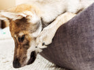 Hund auf grauem Hundebett, Nahaufnahme, entspannter Welpe, gemütliches Heimtierbett.