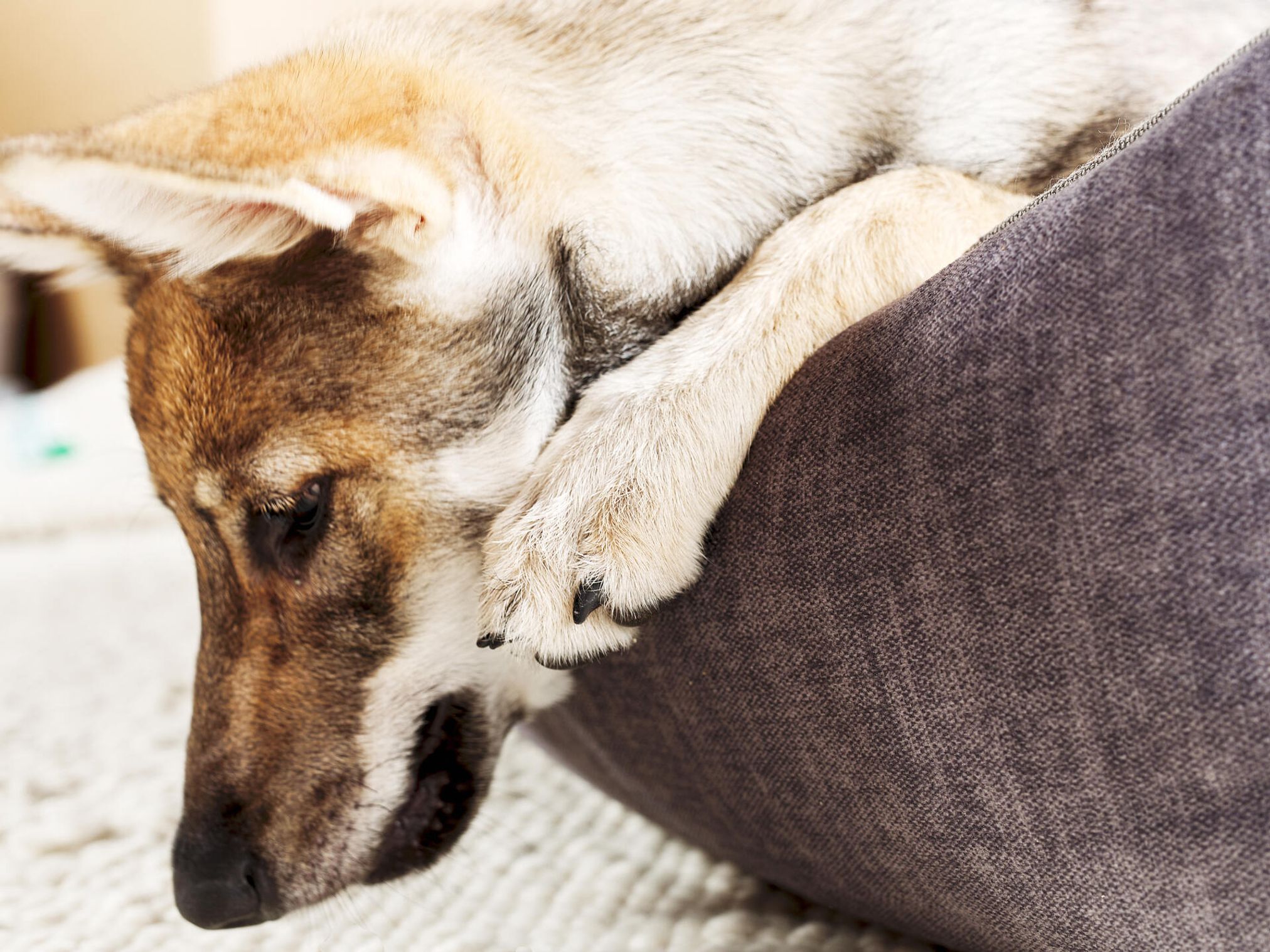 Hund auf grauem Hundebett, Nahaufnahme, entspannter Welpe, gemütliches Heimtierbett.