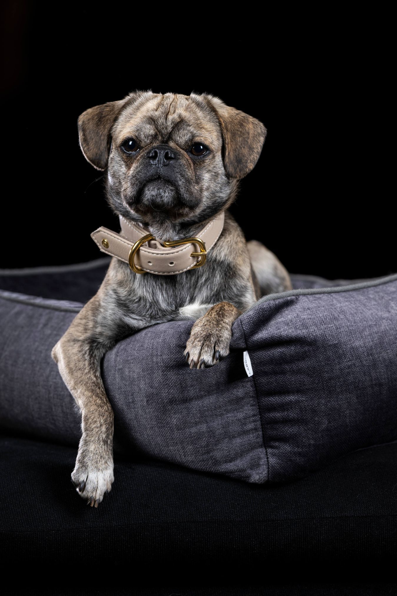 Kleiner Hund mit beigem Lederhalsband auf grauem Hundebett vor schwarzem Hintergrund.