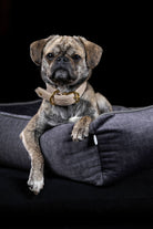 Kleiner Hund mit beigem Lederhalsband auf grauem Hundebett vor schwarzem Hintergrund.