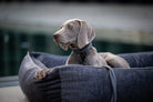 Weimaraner-Hund in grauem Hundebett, entspannend, hochwertiges Haustierzubehör, stilvoll.