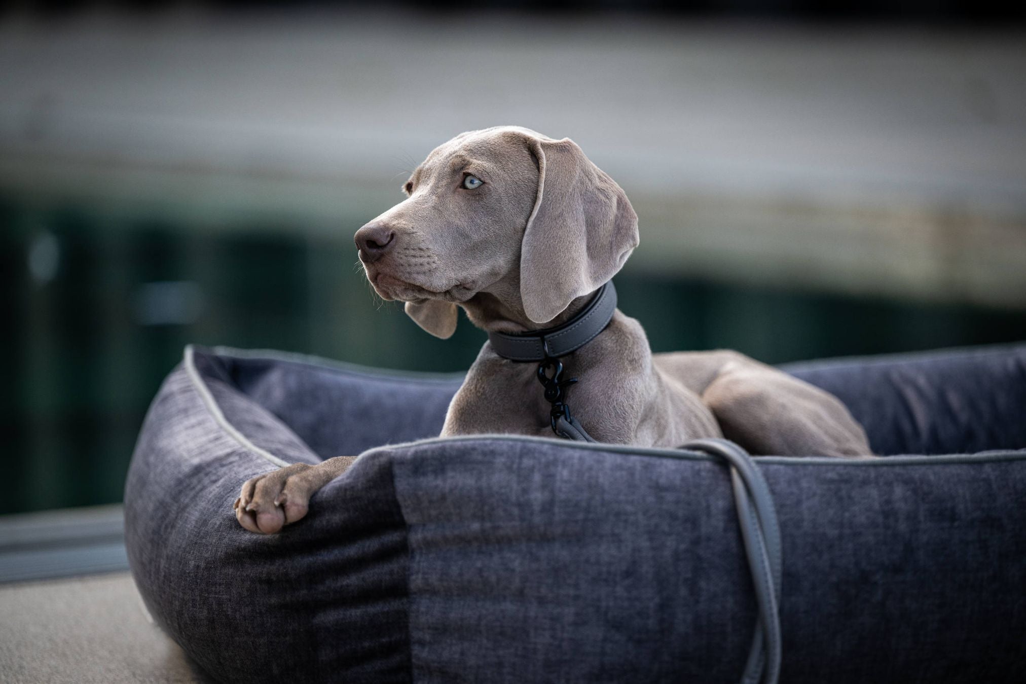 Weimaraner-Hund in grauem Hundebett, entspannend, hochwertiges Haustierzubehör, stilvoll.
