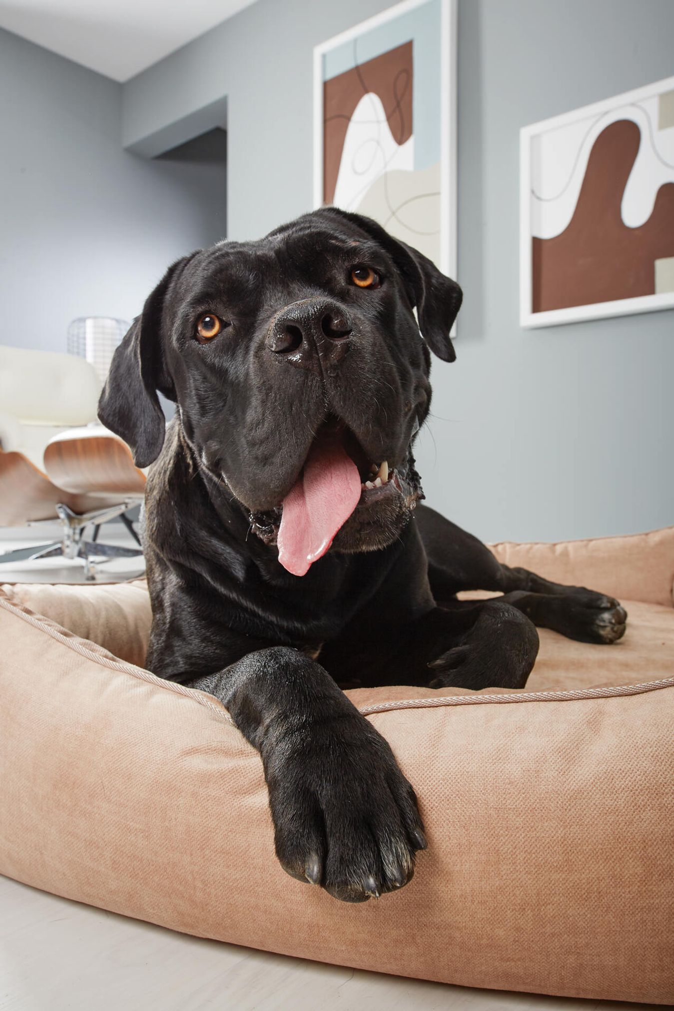 Schwarzer Hund auf beigem Hundebett in modernem Wohnzimmer, Cane Corso, Haustiermöbel.