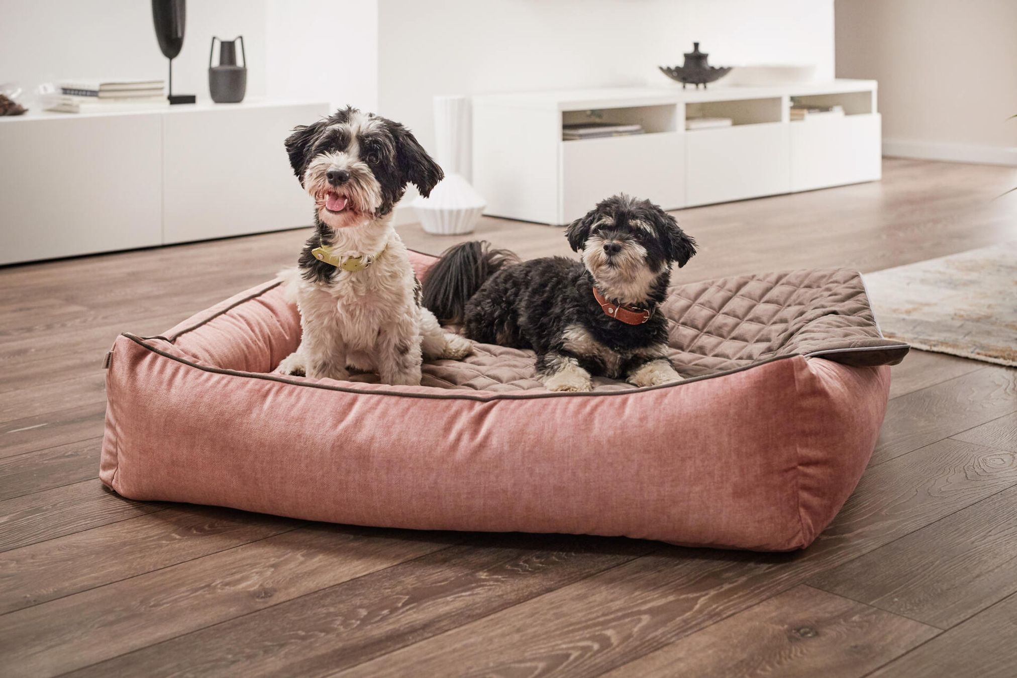 Zwei Hunde auf rosa Hundebett im Wohnzimmer, modernes Design, Holzboden, gemütliche Atmosphäre.