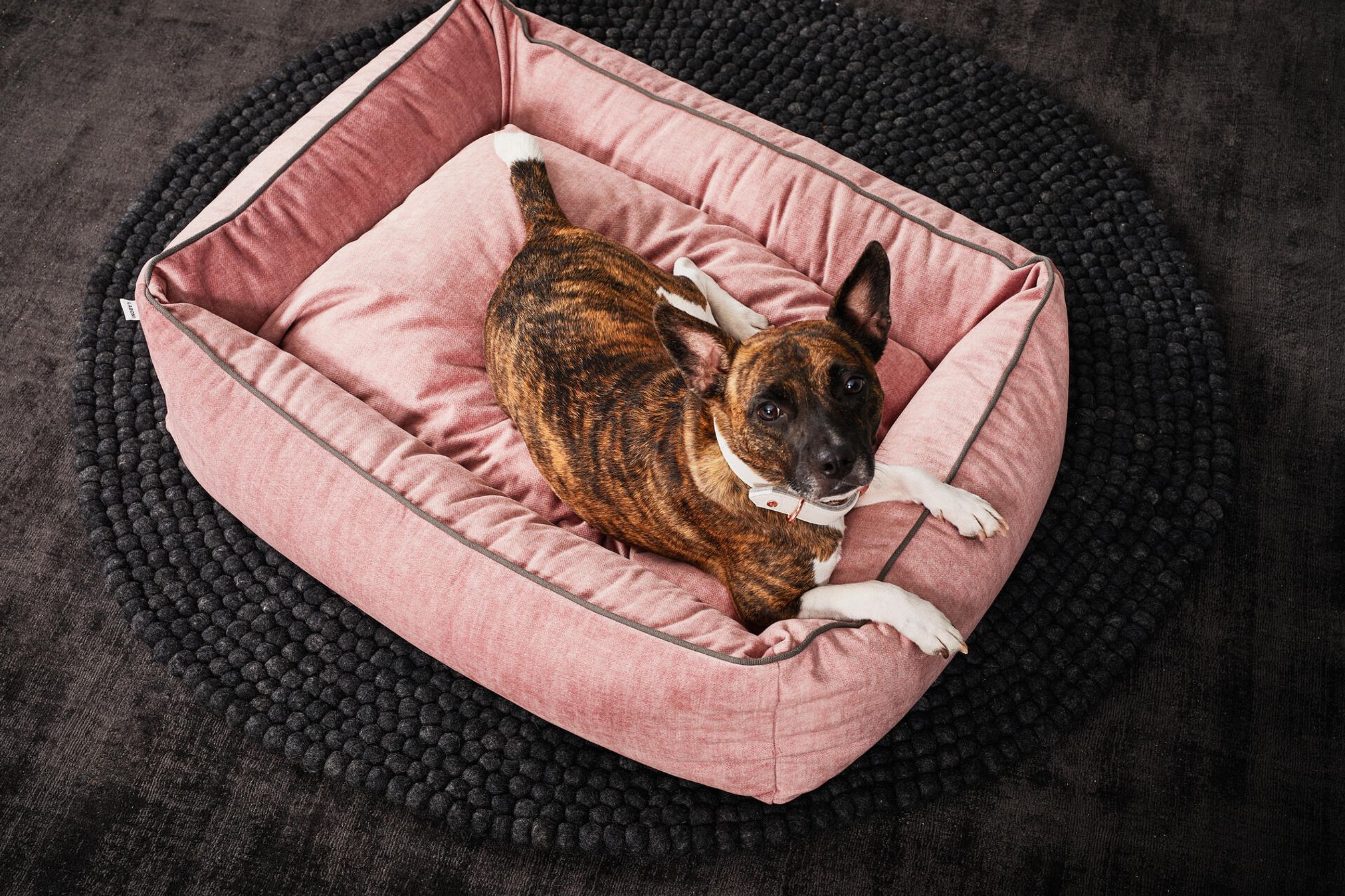 Hund in rosa Hundebett auf schwarzem Teppich, gemütlich, Haustierbedarf, modernes Design.