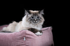 Ragdoll-Katze auf rosa Katzenbett, flauschig, entspannt, schwarzer Hintergrund.
