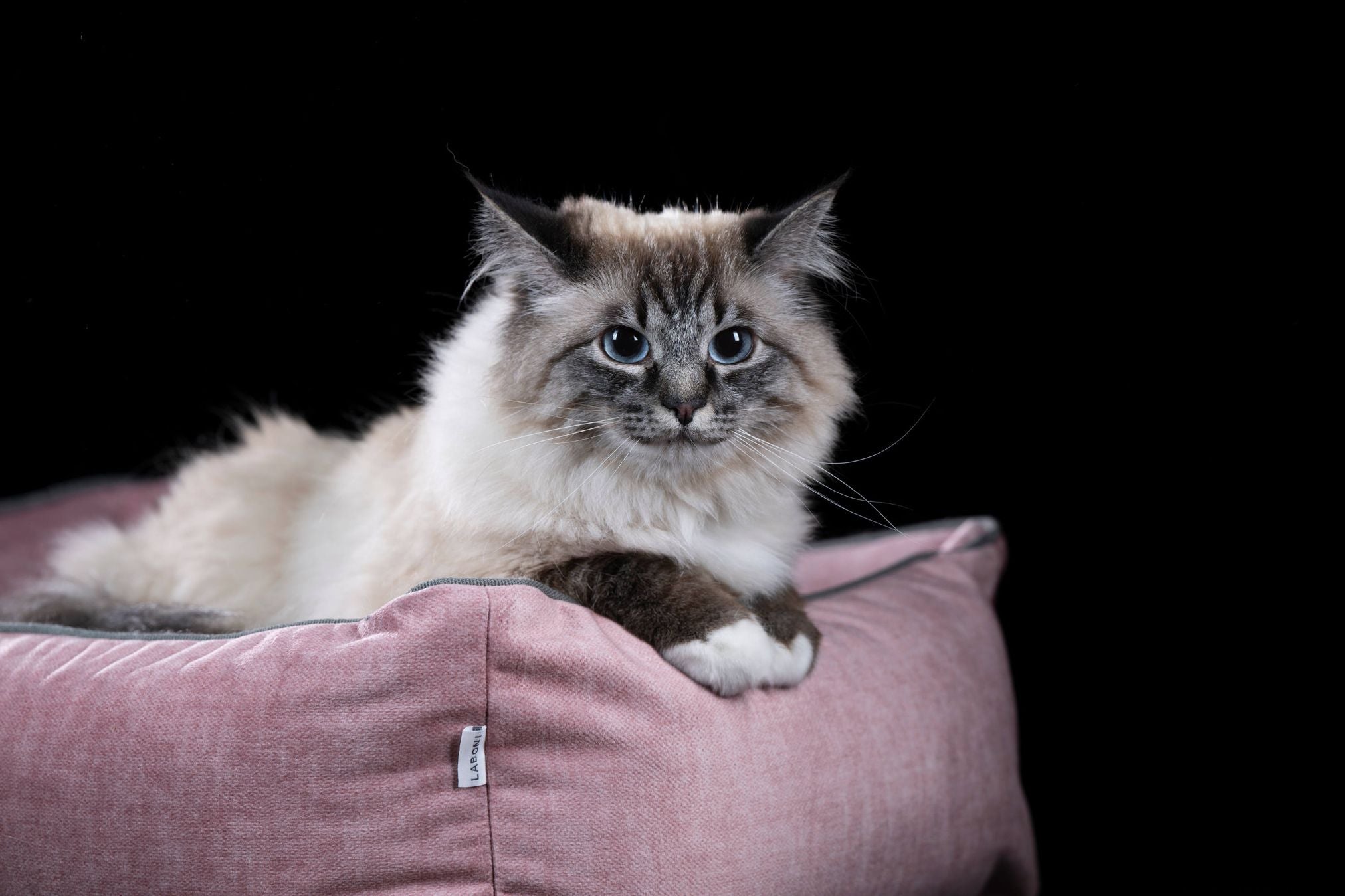 Ragdoll-Katze auf rosa Katzenbett, flauschig, entspannt, schwarzer Hintergrund.