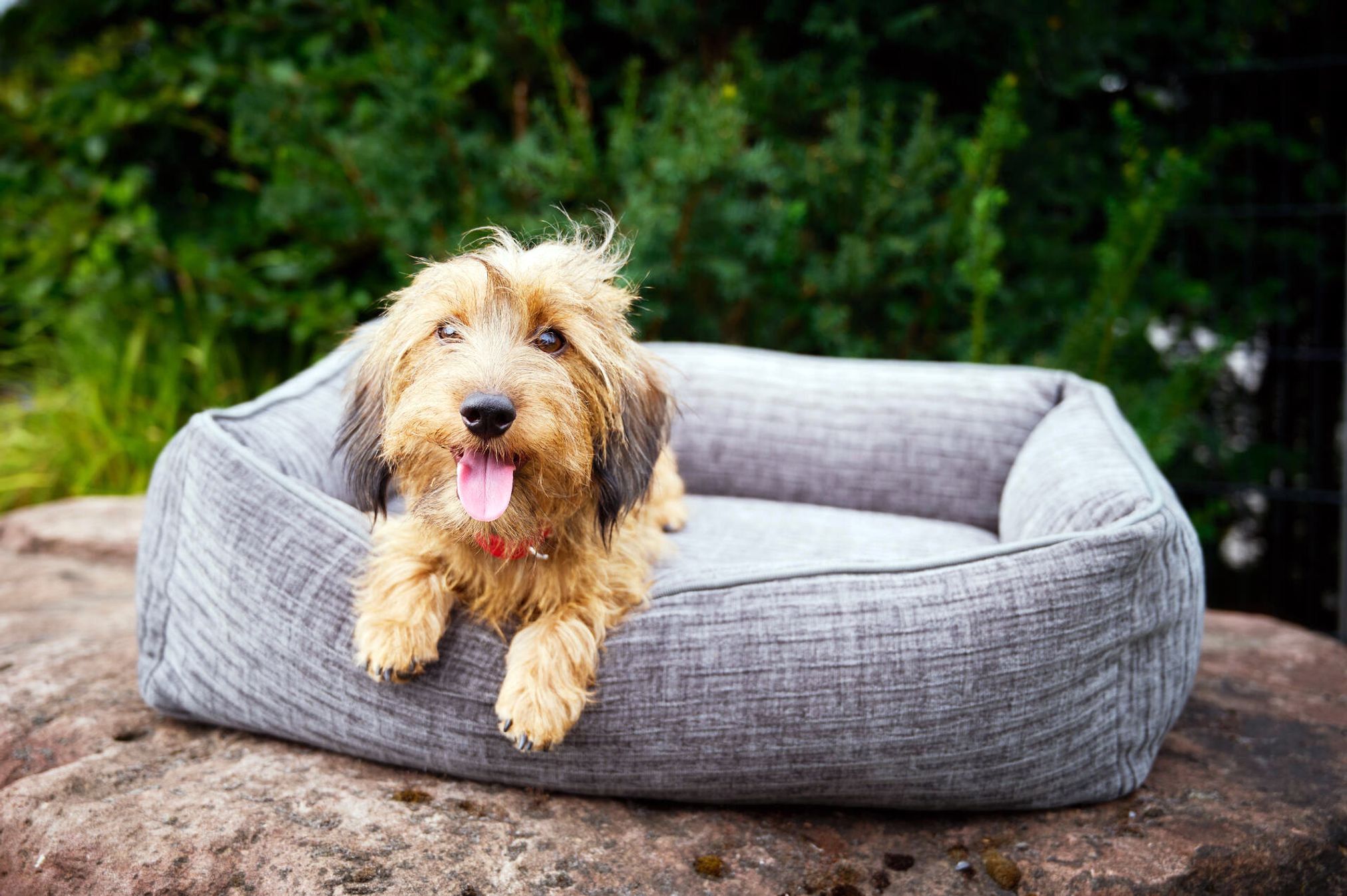 Dackel auf grauem Hundebett im Freien, Hundebett aus Stoff, gemütlich, Haustierbedarf.