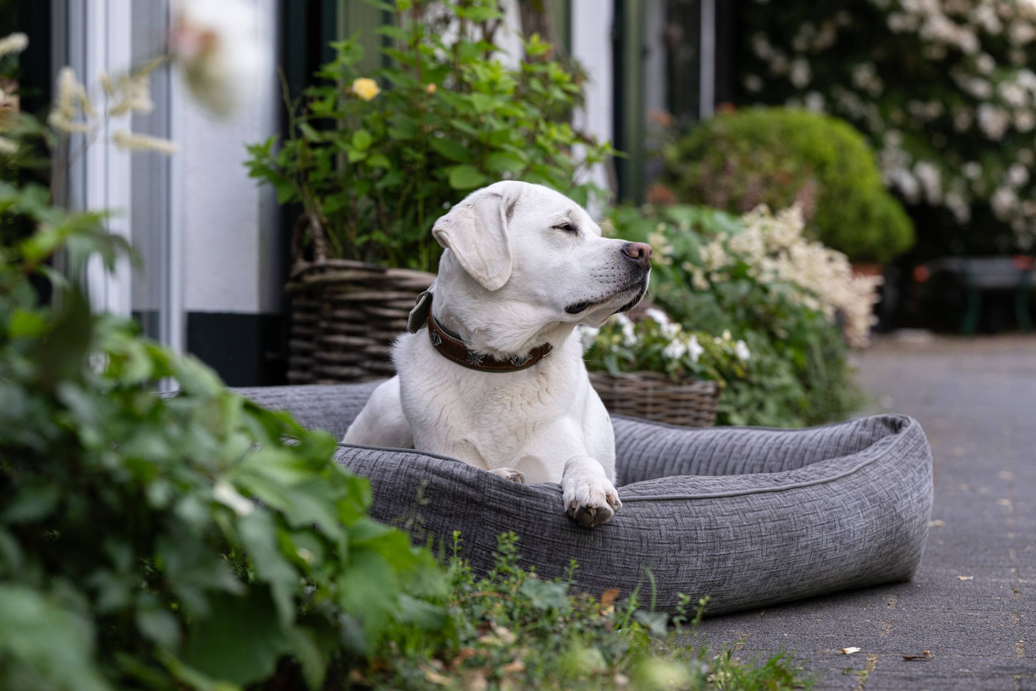 Weißer Labrador auf grauem Hundebett im Garten, umgeben von Pflanzen und Blumen.