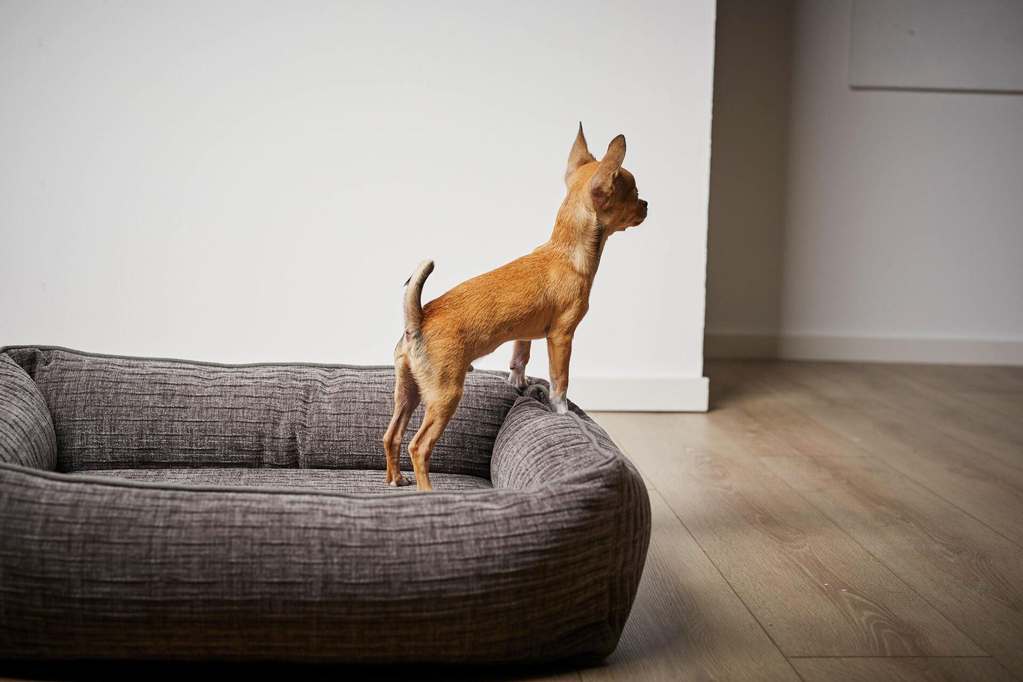 Kleiner Hund in grauem Hundebett aus Stoff, modernes Design, Holzboden, Wohnzimmer.