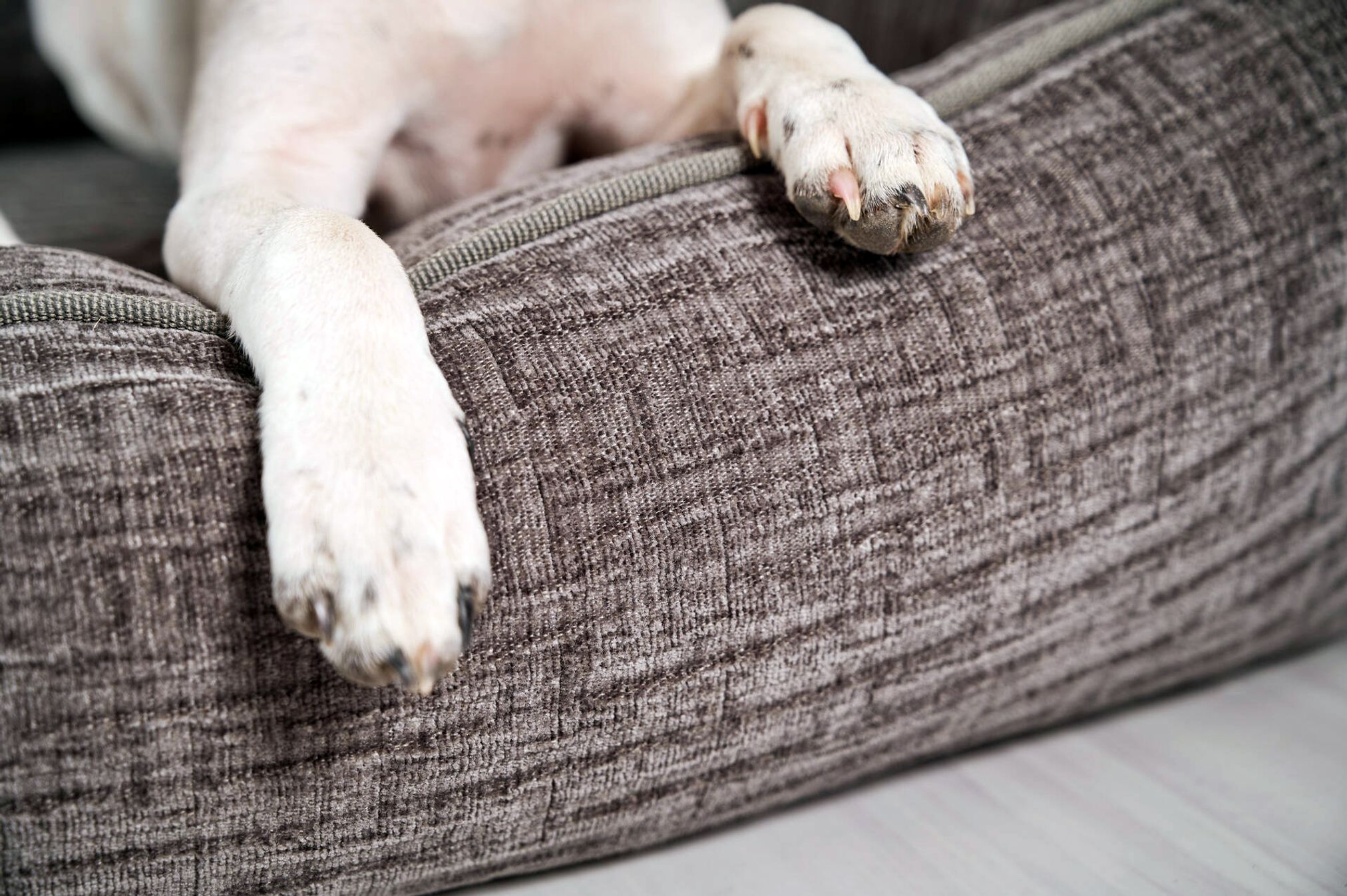 Hundepfoten auf grauem Hundebett aus Stoff, Nahaufnahme, gemütlich, Haustierbedarf.