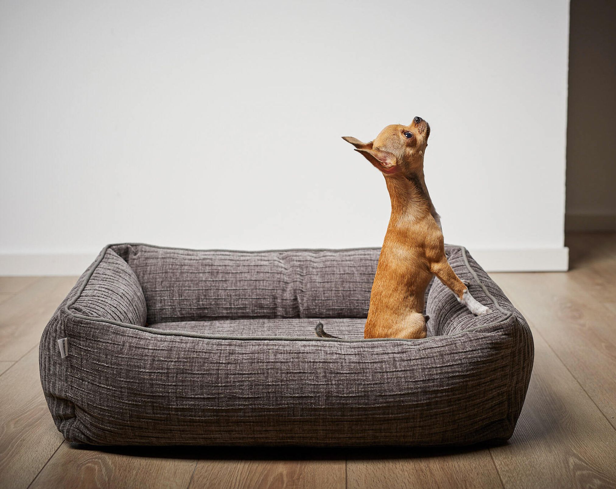 Kleiner Hund in grauem Hundebett, rechteckig, Stoff, auf Holzboden, modernes Design.