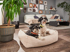 Zwei Hunde in beigem Hundebett im Wohnzimmer, Holzboden, moderne Dekoration, Zimmerpflanze.
