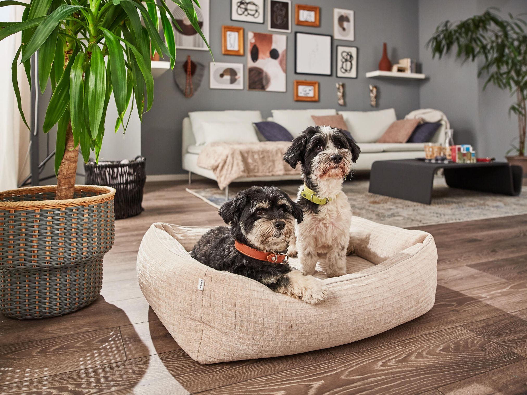 Zwei Hunde in beigem Hundebett im Wohnzimmer, Holzboden, moderne Dekoration, Zimmerpflanze.