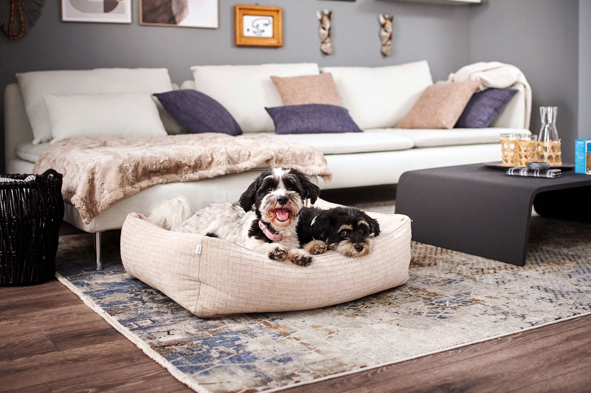 Zwei Hunde auf beigem Hundebett im Wohnzimmer, modernes Sofa, Holzboden, stilvolle Einrichtung.