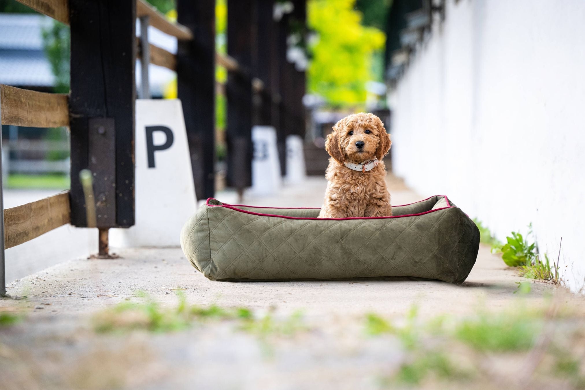 Brauner Welpe in grünem Hundebett im Freien, Hundebett aus Stoff, gemütlich, Haustierbedarf.