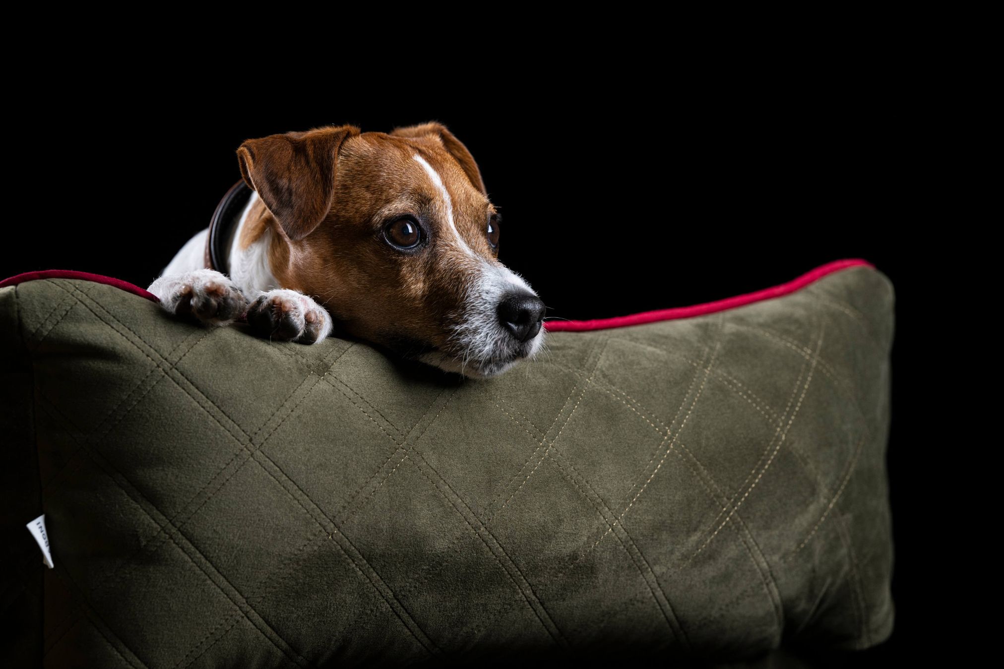 Jack Russell Terrier auf grünem Kissen, schwarzer Hintergrund, Hundeporträt, Haustierfotografie.