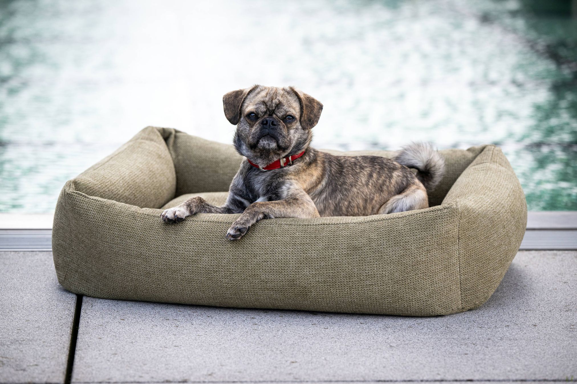 Kleiner Hund in grünem Hundebett, gemütlich, robust, ideal für Haustiere, Heimtierbedarf.